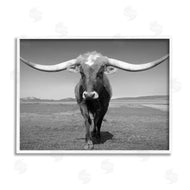 Steve Toole | Longhorn in Countryside