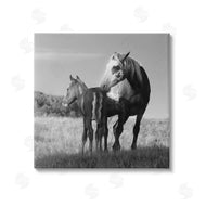 Steve Toole | Horse & Foal Photography