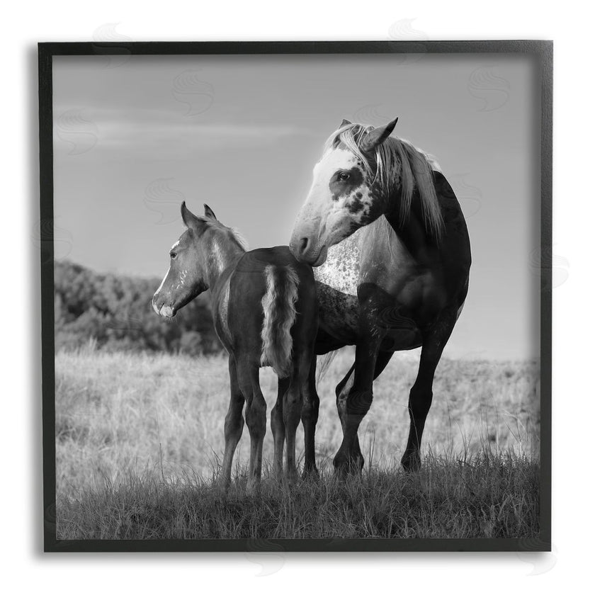 Steve Toole | Horse & Foal Photography