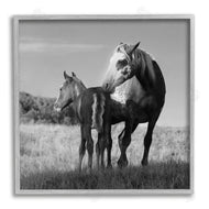 Steve Toole | Horse & Foal Photography