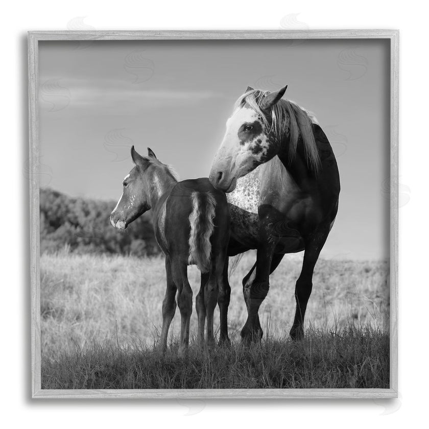 Steve Toole | Horse & Foal Photography