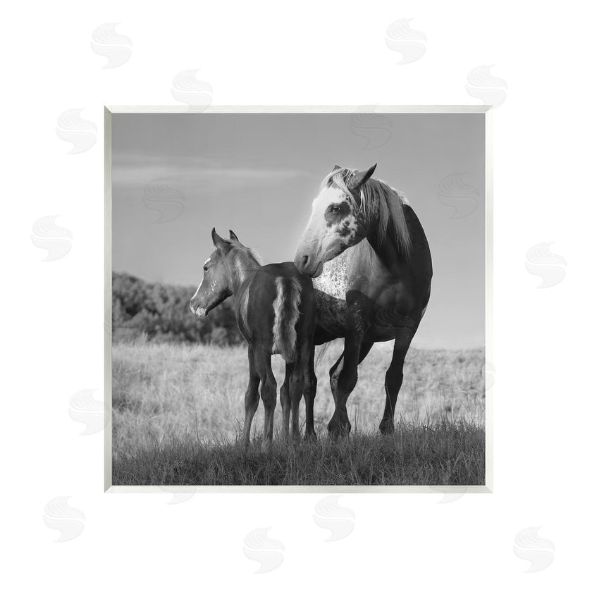 Steve Toole | Horse & Foal Photography