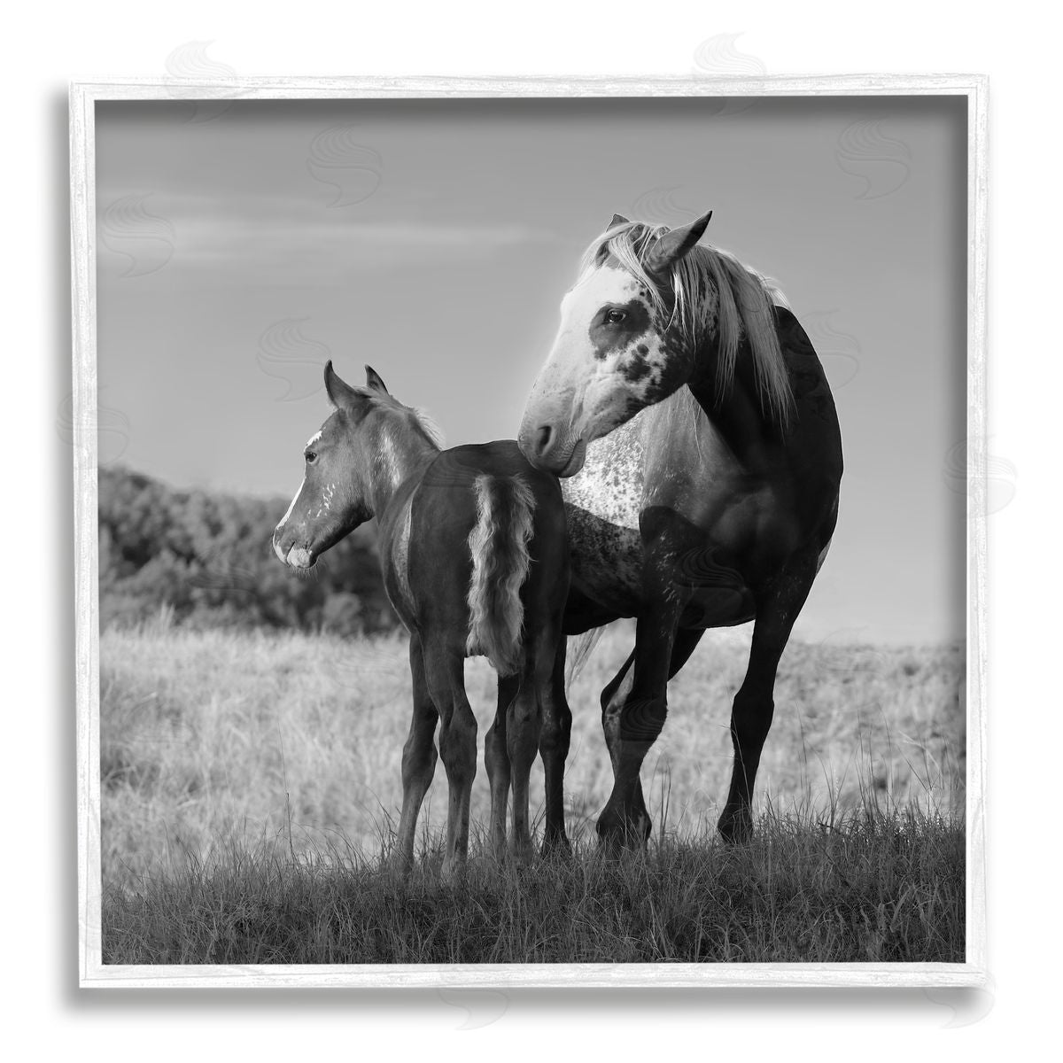 Steve Toole Horse & Foal Photography White Framed Giclee Wall Artside_