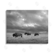 Steve Toole | Bison in Cloudy Field