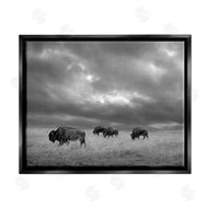 Steve Toole | Bison in Cloudy Field