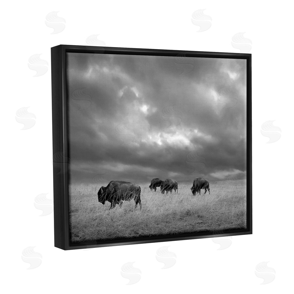 Steve Toole | Bison in Cloudy Field