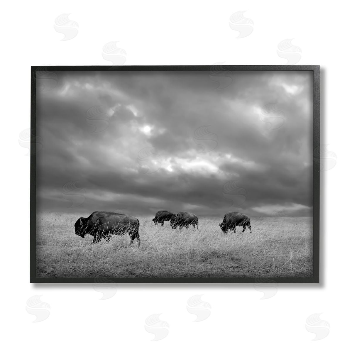 Steve Toole Bison in Cloudy Field Black Framed Giclee Wall Artside_