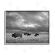 Steve Toole | Bison in Cloudy Field