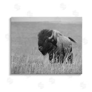 Steve Toole | Bison Grazing in Field