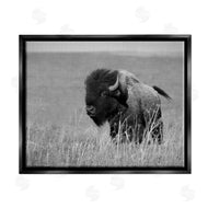 Steve Toole | Bison Grazing in Field