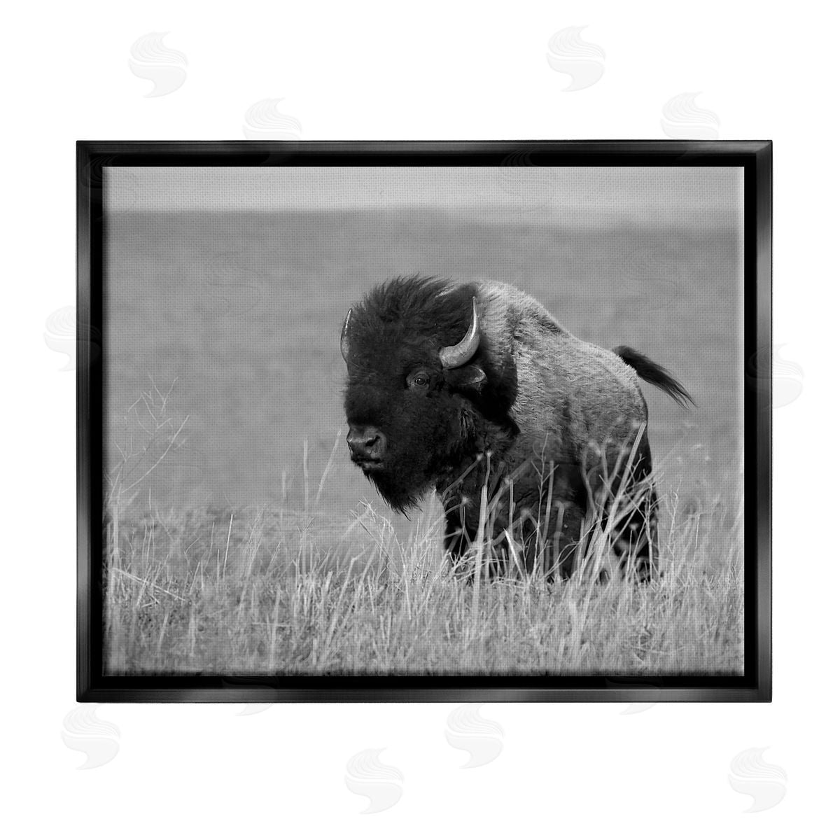 Steve Toole | Bison Grazing in Field