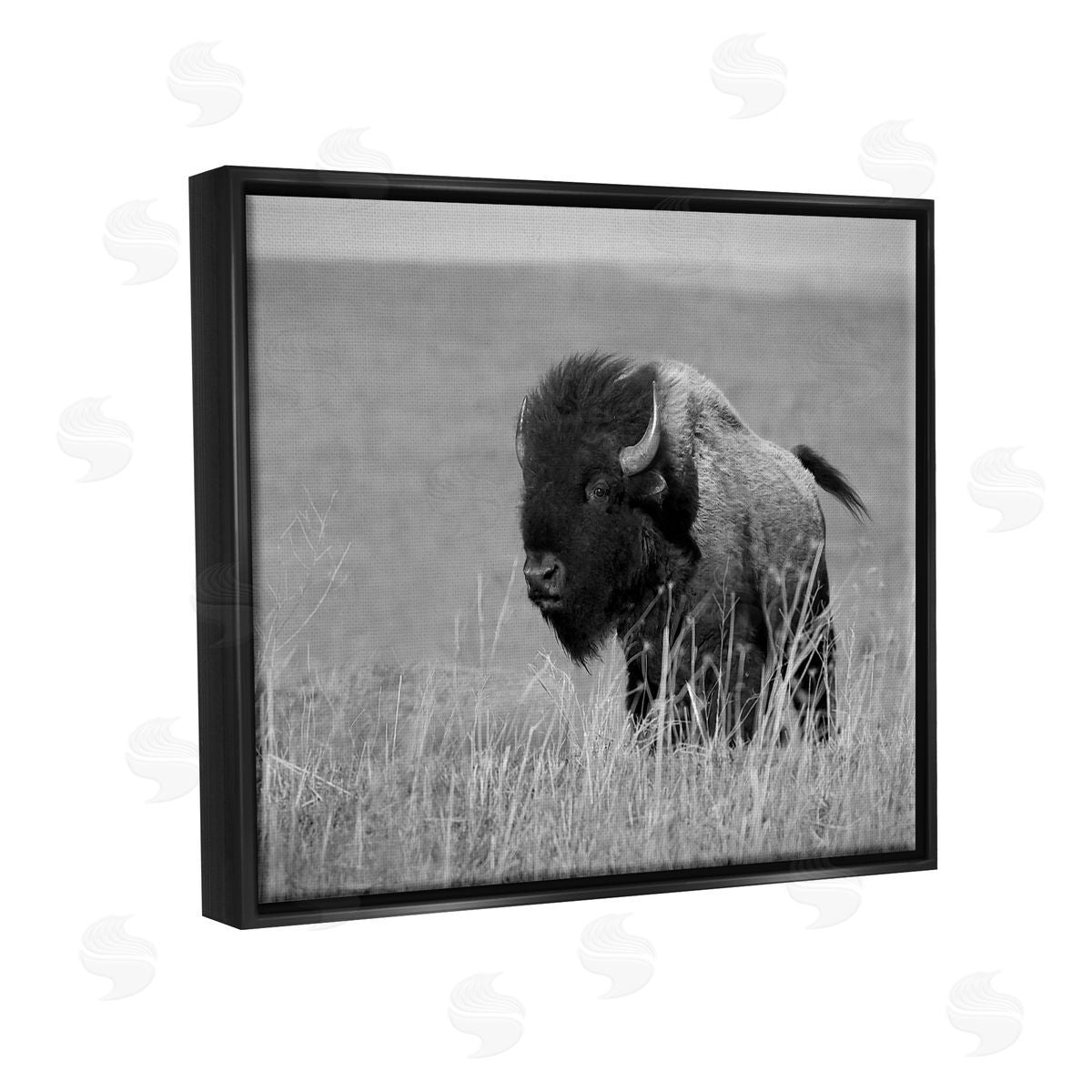 Steve Toole | Bison Grazing in Field
