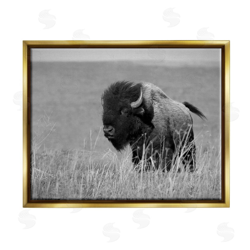 Steve Toole | Bison Grazing in Field