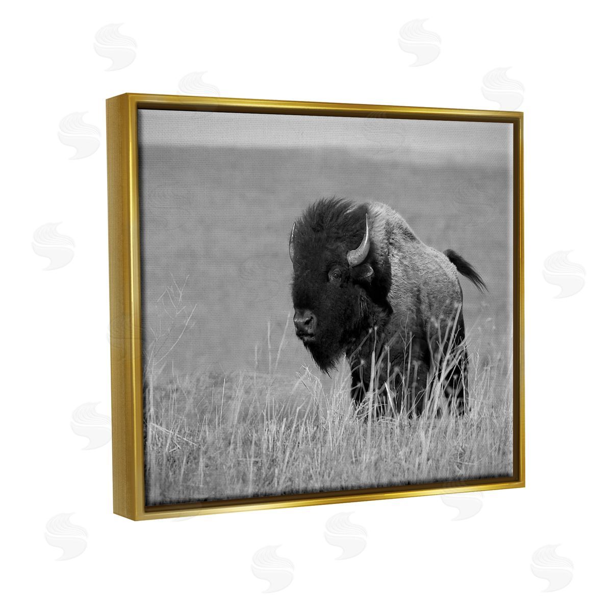 Steve Toole Bison Grazing in Field Gold Floater Frame Canvas Artside_