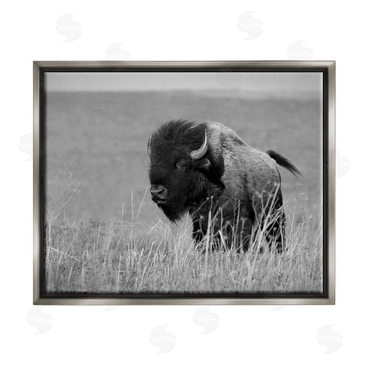 Steve Toole | Bison Grazing in Field