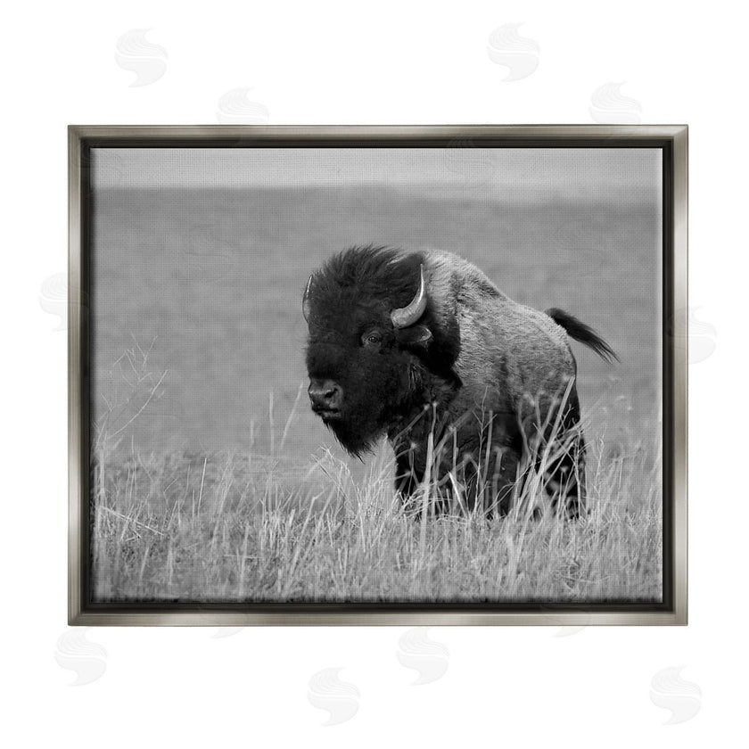 Steve Toole | Bison Grazing in Field