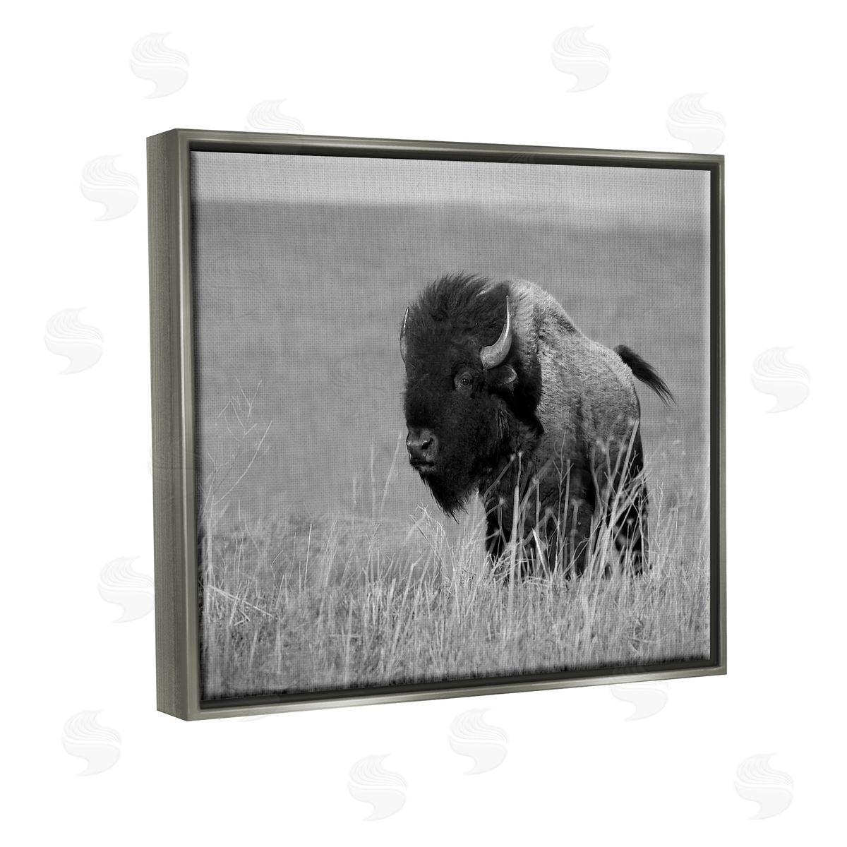 Steve Toole Bison Grazing in Field Gray Floater Frame Canvas Artside_