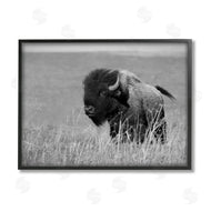 Steve Toole | Bison Grazing in Field