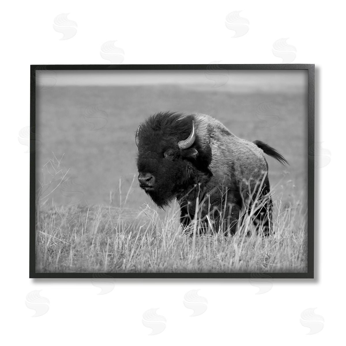 Steve Toole | Bison Grazing in Field