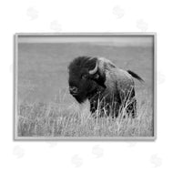 Steve Toole | Bison Grazing in Field