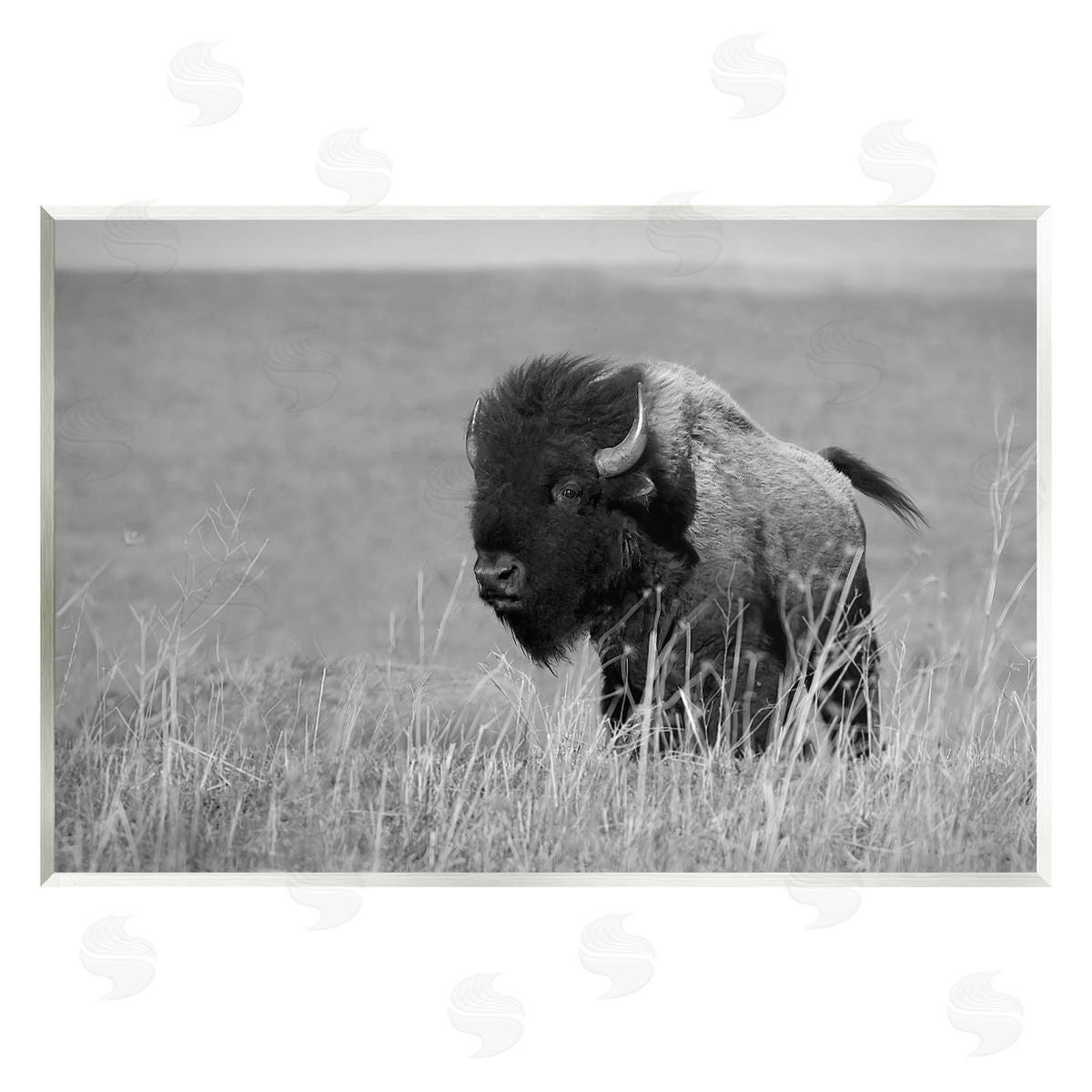 Steve Toole Bison Grazing in Field Wall Plaque Artside_