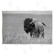 Steve Toole | Bison Grazing in Field