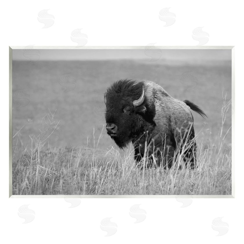 Steve Toole | Bison Grazing in Field