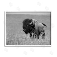 Steve Toole | Bison Grazing in Field