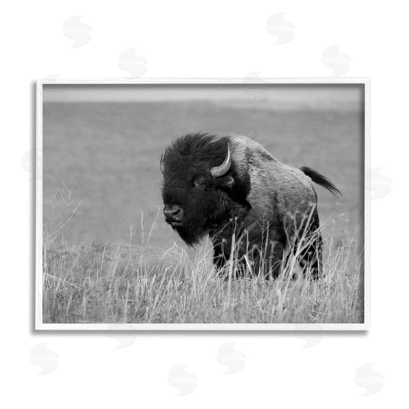 Steve Toole | Bison Grazing in Field