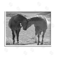 Steve Toole | Horses Hugging Photography