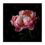 Debra Van Swearingen | Dark Rose Photography