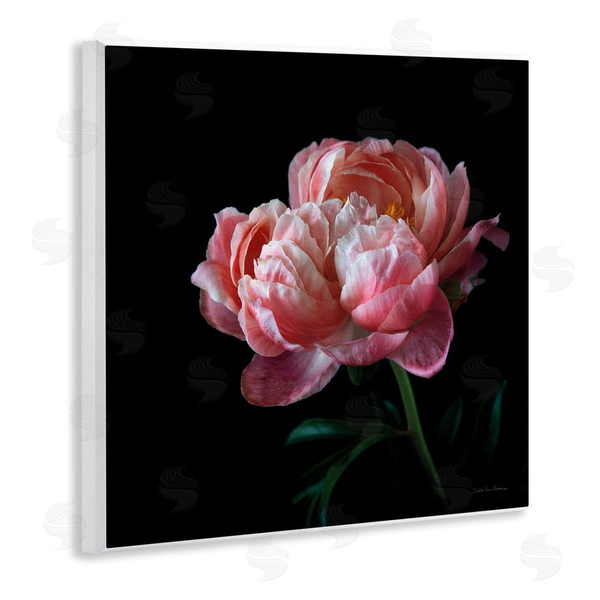 Debra Van Swearingen | Dark Rose Photography