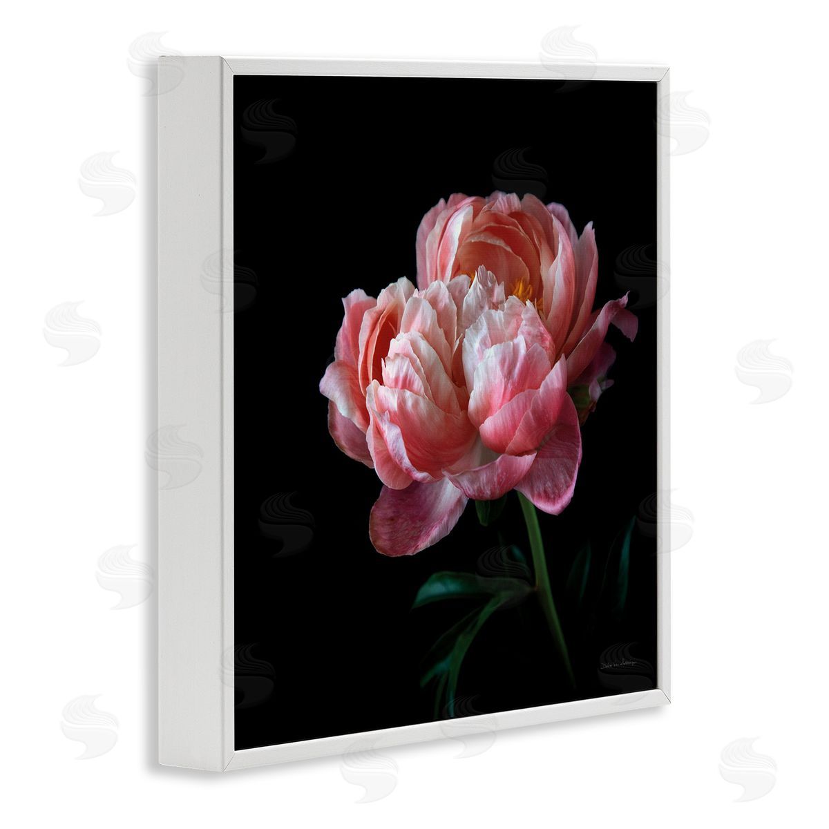 Dark Rose Photography White Frame Print Wall Art, Home Decor by Debra Van Swearingen