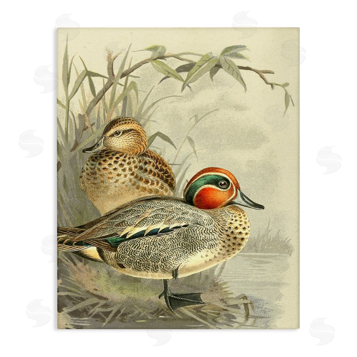 Gail fr_sideaser Ducks with Pond Botanicals