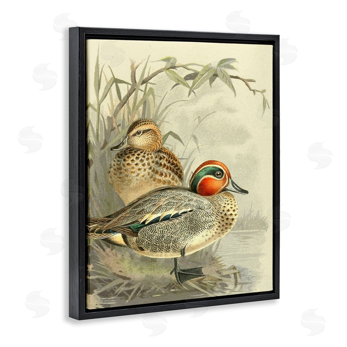 Gail fr_sideaser Ducks with Pond Botanicals
