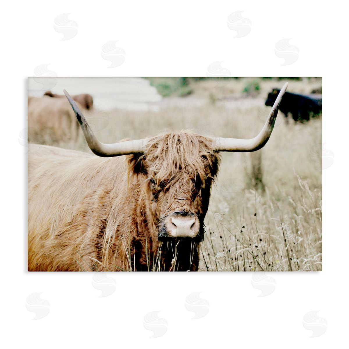 Highland Cattle in Field Canvas Wall Art, Home Decor by Sd Graphics Studio