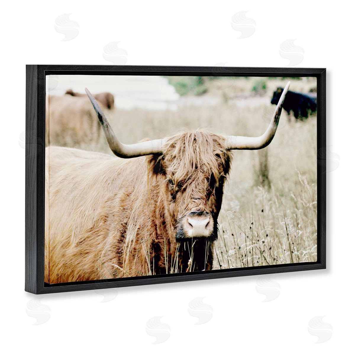 Highland Cattle in Field Black Floating Frame Canvas Wall Art, Home Decor by Sd Graphics Studio