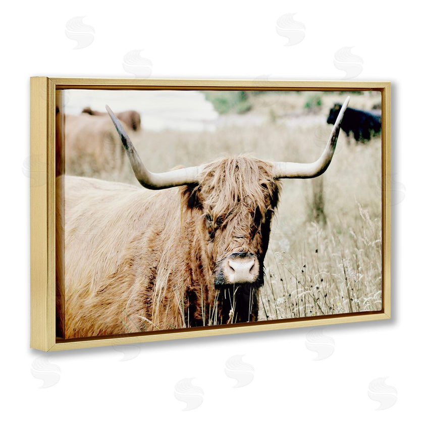 Sd Graphics Studio | Highland Cattle in Field