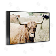 Sd Graphics Studio | Highland Cattle in Field