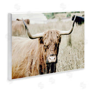 Sd Graphics Studio | Highland Cattle in Field