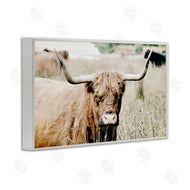 Sd Graphics Studio | Highland Cattle in Field