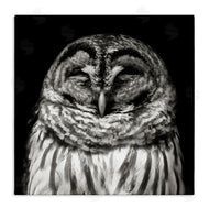 Kathy Mansfield | Sleeping Owl Portrait