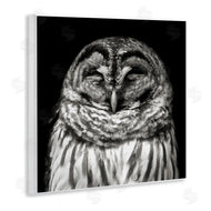 Kathy Mansfield | Sleeping Owl Portrait