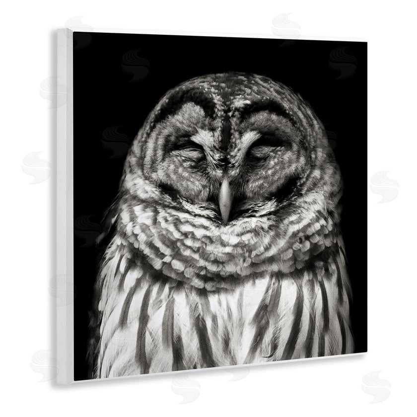 Kathy Mansfield | Sleeping Owl Portrait