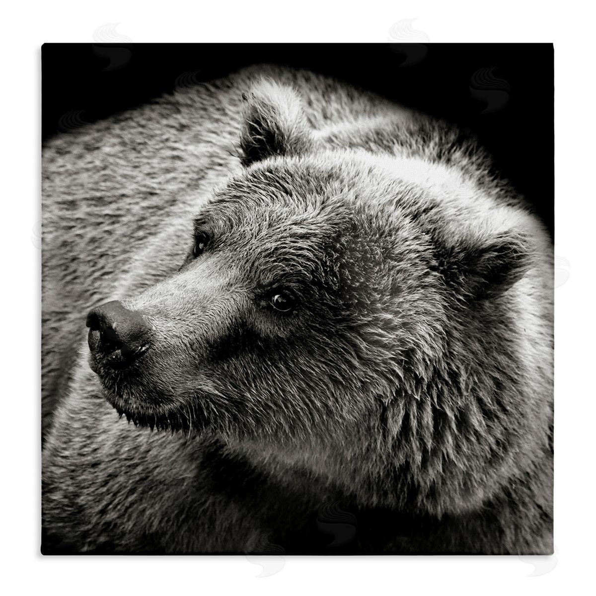 Bear Looking Left Canvas Wall Art, Home Decor by Kathy Mansfield