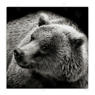 Kathy Mansfield | Bear Looking Left