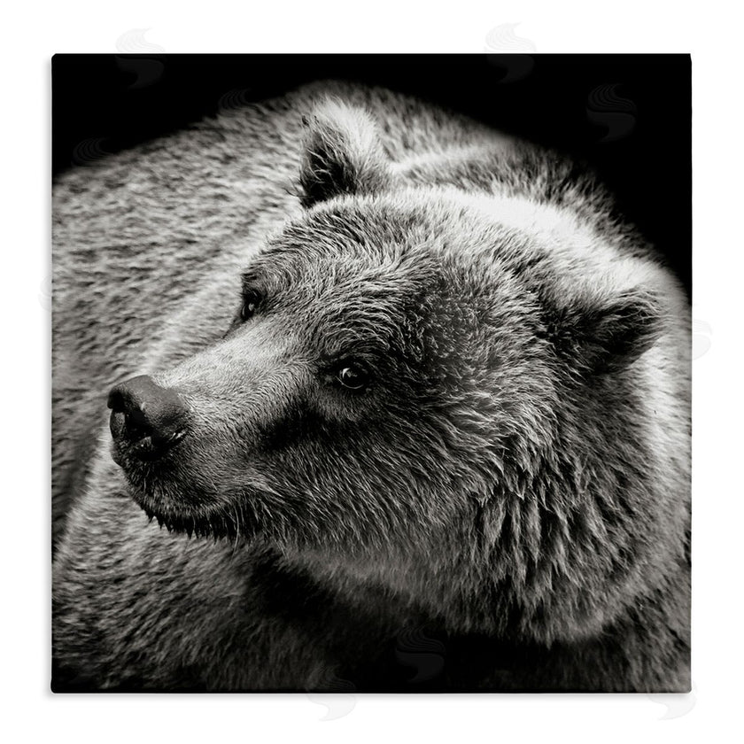 Kathy Mansfield | Bear Looking Left