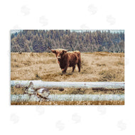 Gail Peck | Country Cattle with Fence