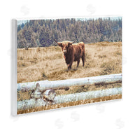 Gail Peck | Country Cattle with Fence