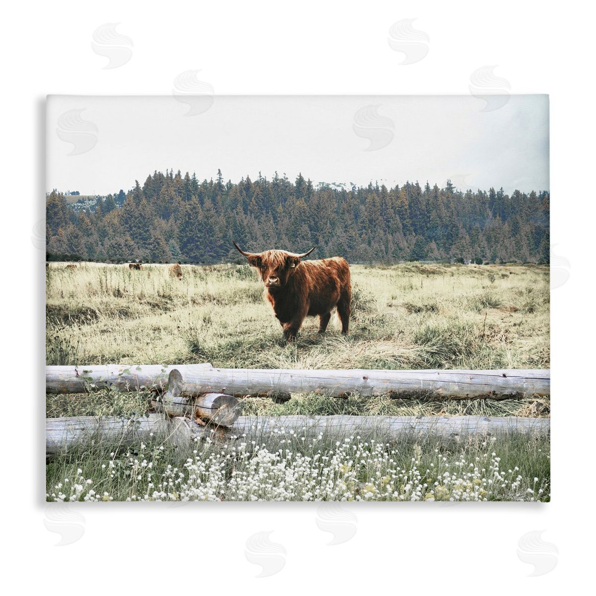 Cattle Overlooking Fence Canvas Wall Art, Home Decor by Gail Peck